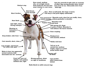 Standard Staffordshire Bull Terrier 